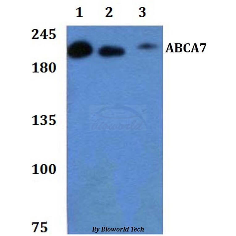 Anti-ABCA7 Antibody from Bioworld Technology (BS61299) - Antibodies.com