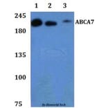 Anti-ABCA7 Antibody from Bioworld Technology (BS61299) - Antibodies.com