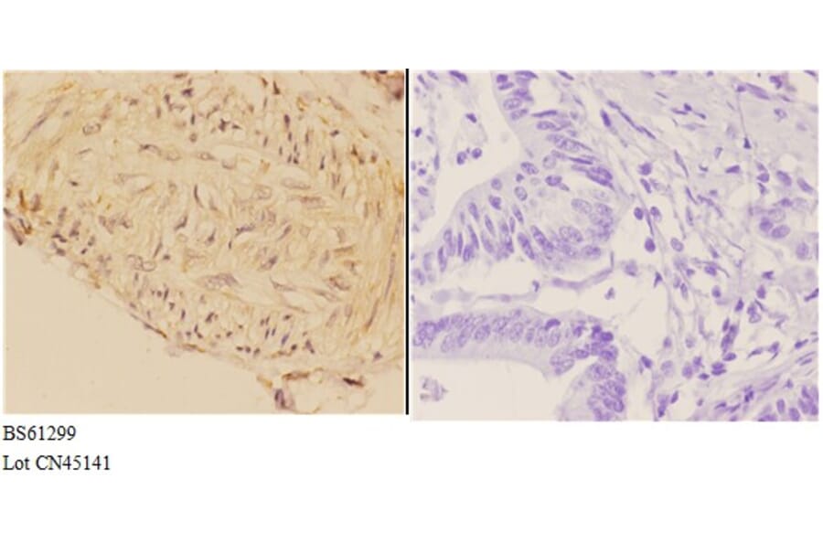Anti-ABCA7 Antibody from Bioworld Technology (BS61299) - Antibodies.com