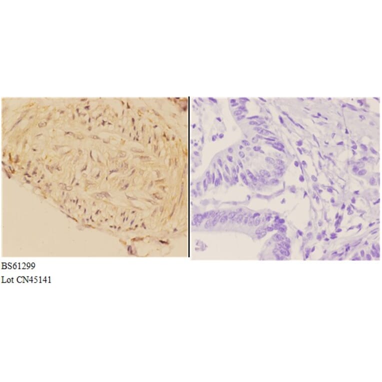 Anti-ABCA7 Antibody from Bioworld Technology (BS61299) - Antibodies.com