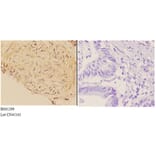 Anti-ABCA7 Antibody from Bioworld Technology (BS61299) - Antibodies.com