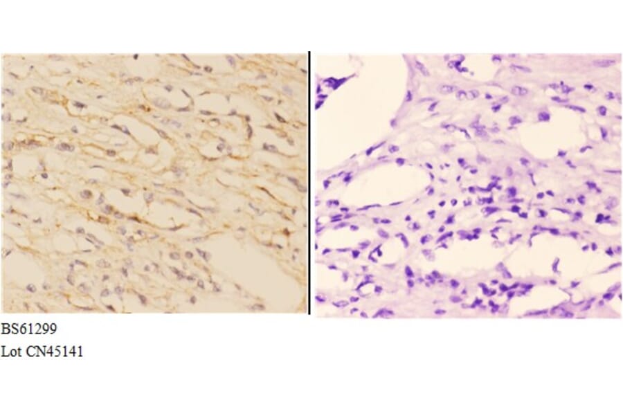 Anti-ABCA7 Antibody from Bioworld Technology (BS61299) - Antibodies.com