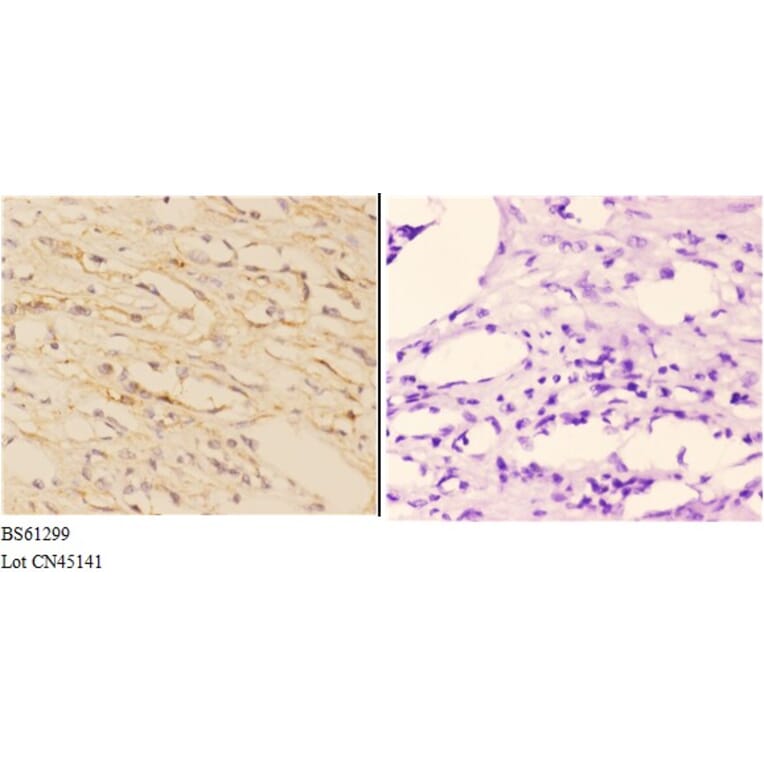 Anti-ABCA7 Antibody from Bioworld Technology (BS61299) - Antibodies.com