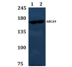Anti-ABCA9 Antibody from Bioworld Technology (BS61300) - Antibodies.com
