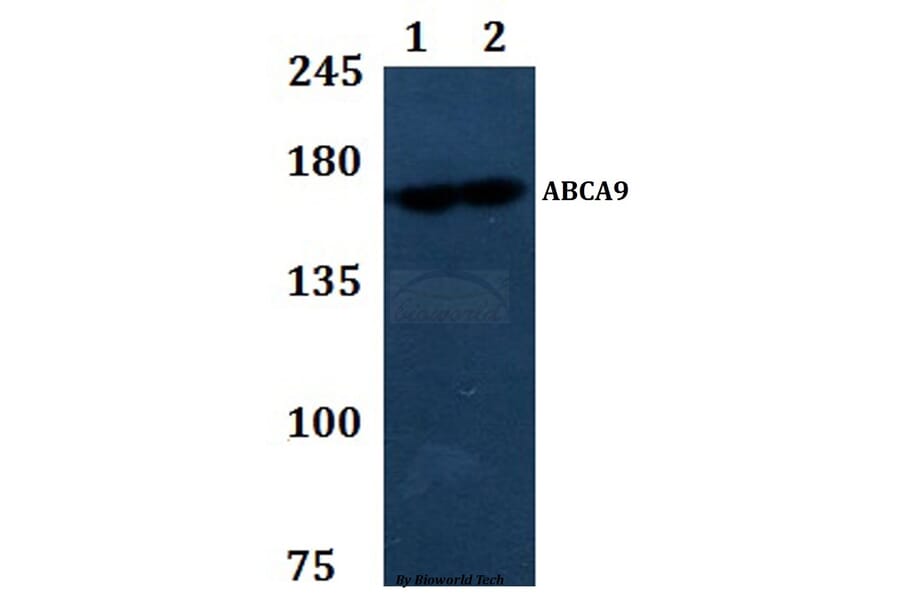 Anti-ABCA9 Antibody from Bioworld Technology (BS61300) - Antibodies.com