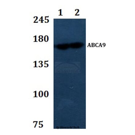 Anti-ABCA9 Antibody from Bioworld Technology (BS61300) - Antibodies.com