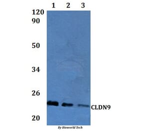 Anti-Claudin-9 Antibody from Bioworld Technology (BS61303) - Antibodies.com