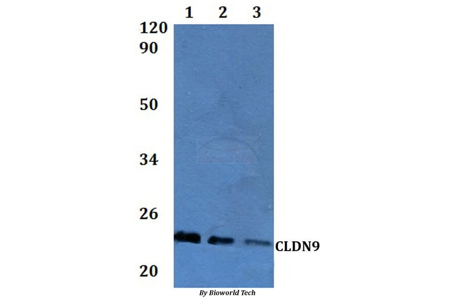 Anti-Claudin-9 Antibody from Bioworld Technology (BS61303) - Antibodies.com