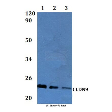 Anti-Claudin-9 Antibody from Bioworld Technology (BS61303) - Antibodies.com