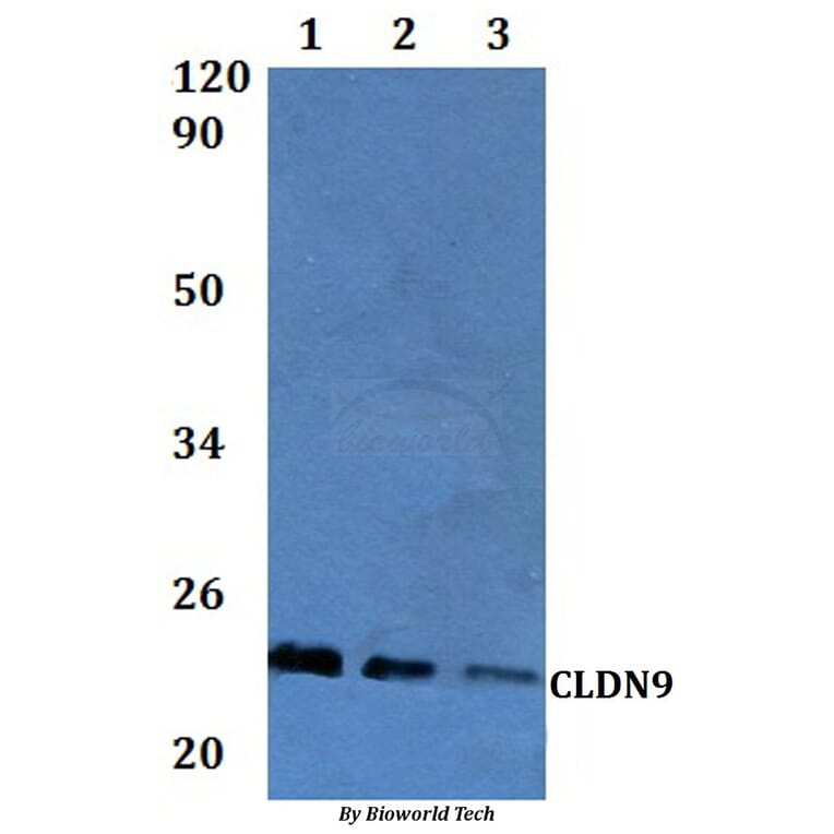 Anti-Claudin-9 Antibody from Bioworld Technology (BS61303) - Antibodies.com