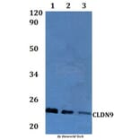 Anti-Claudin-9 Antibody from Bioworld Technology (BS61303) - Antibodies.com