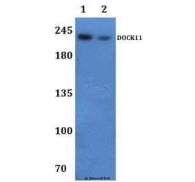 Anti-DOCK11 Antibody from Bioworld Technology (BS61305) - Antibodies.com