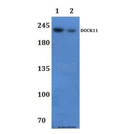 Anti-DOCK11 Antibody from Bioworld Technology (BS61305) - Antibodies.com