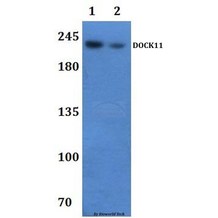 Anti-DOCK11 Antibody from Bioworld Technology (BS61305) - Antibodies.com