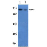Anti-DOCK11 Antibody from Bioworld Technology (BS61305) - Antibodies.com