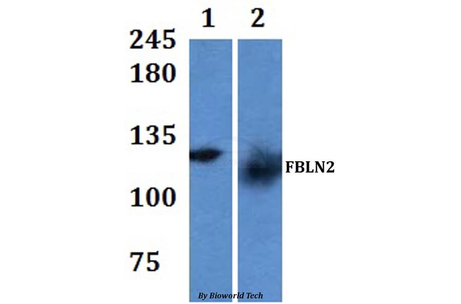 Anti-FBLN2 Antibody from Bioworld Technology (BS61309) - Antibodies.com