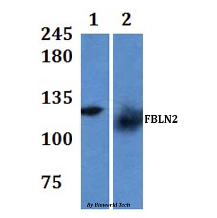 Anti-FBLN2 Antibody from Bioworld Technology (BS61309) - Antibodies.com