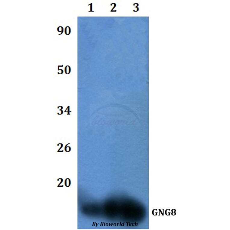 Anti-GNG8 Antibody from Bioworld Technology (BS61310) - Antibodies.com