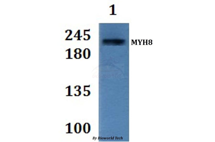 Anti-MYH8 Antibody from Bioworld Technology (BS61311) - Antibodies.com