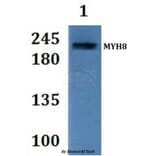 Anti-MYH8 Antibody from Bioworld Technology (BS61311) - Antibodies.com