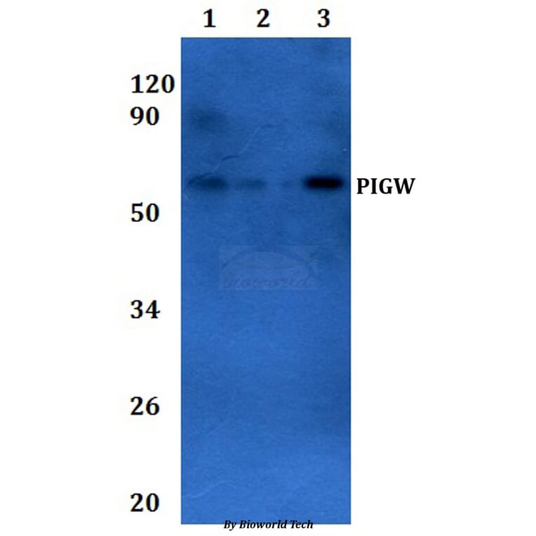 Anti-PIGW Antibody from Bioworld Technology (BS61315) - Antibodies.com