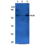 Anti-PIGW Antibody from Bioworld Technology (BS61315) - Antibodies.com