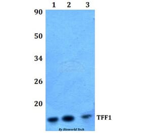 Anti-TFF1 Antibody from Bioworld Technology (BS61318) - Antibodies.com