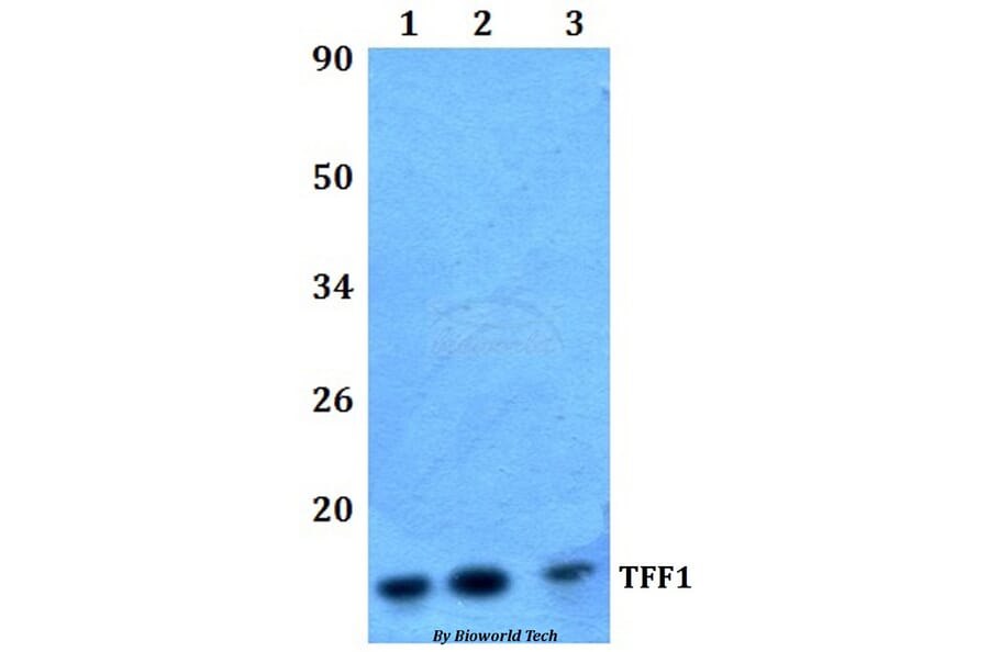 Anti-TFF1 Antibody from Bioworld Technology (BS61318) - Antibodies.com