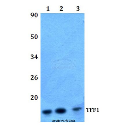 Anti-TFF1 Antibody from Bioworld Technology (BS61318) - Antibodies.com