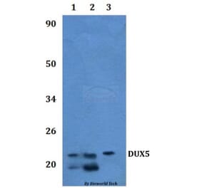 Anti-DUX5 Antibody from Bioworld Technology (BS61319) - Antibodies.com