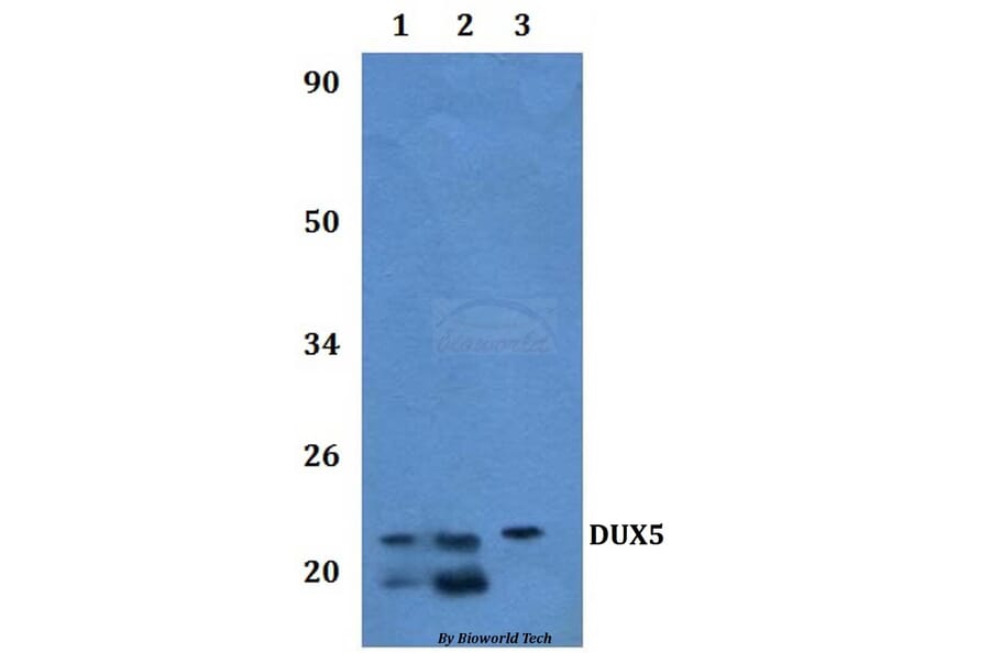 Anti-DUX5 Antibody from Bioworld Technology (BS61319) - Antibodies.com