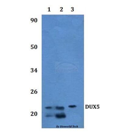 Anti-DUX5 Antibody from Bioworld Technology (BS61319) - Antibodies.com