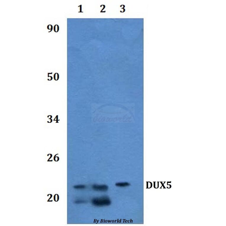 Anti-DUX5 Antibody from Bioworld Technology (BS61319) - Antibodies.com