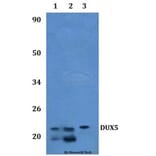Anti-DUX5 Antibody from Bioworld Technology (BS61319) - Antibodies.com