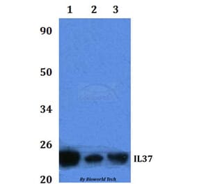 Anti-IL37 Antibody from Bioworld Technology (BS61320) - Antibodies.com