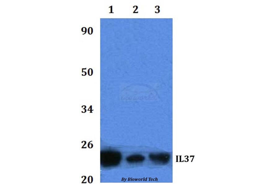 Anti-IL37 Antibody from Bioworld Technology (BS61320) - Antibodies.com