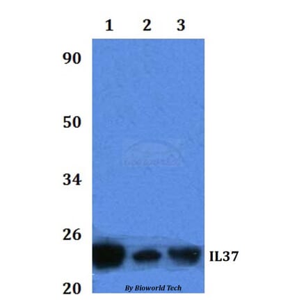 Anti-IL37 Antibody from Bioworld Technology (BS61320) - Antibodies.com