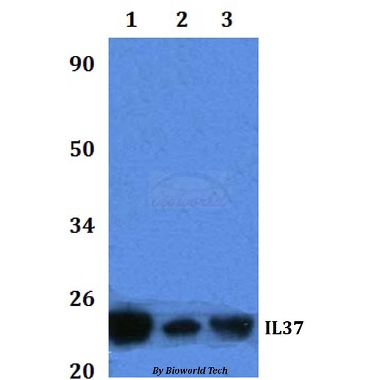 Anti-IL37 Antibody from Bioworld Technology (BS61320) - Antibodies.com