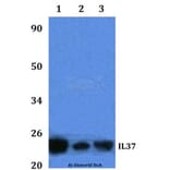 Anti-IL37 Antibody from Bioworld Technology (BS61320) - Antibodies.com