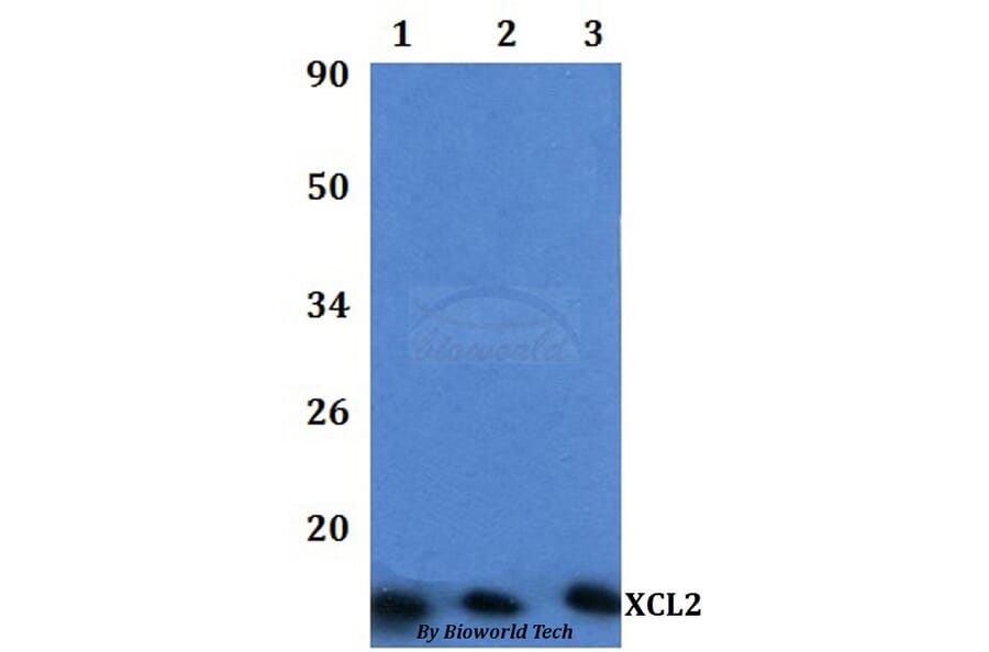 Anti-XCL2 Antibody from Bioworld Technology (BS61322) - Antibodies.com