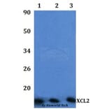 Anti-XCL2 Antibody from Bioworld Technology (BS61322) - Antibodies.com