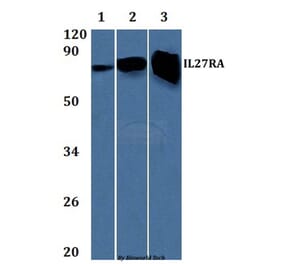 Anti-IL27RA Antibody from Bioworld Technology (BS61323) - Antibodies.com