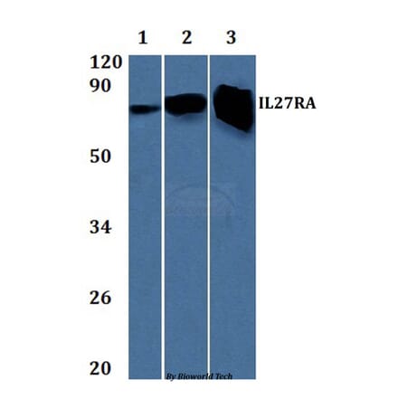 Anti-IL27RA Antibody from Bioworld Technology (BS61323) - Antibodies.com