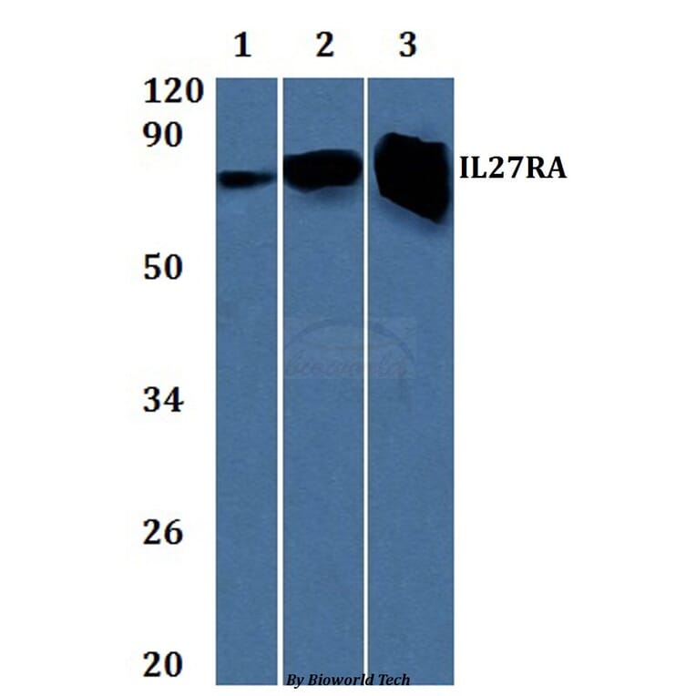 Anti-IL27RA Antibody from Bioworld Technology (BS61323) - Antibodies.com