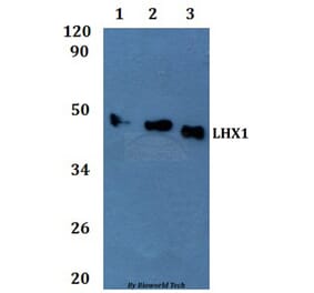 Anti-LHX1 Antibody from Bioworld Technology (BS61324) - Antibodies.com