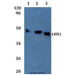 Anti-LHX1 Antibody from Bioworld Technology (BS61324) - Antibodies.com