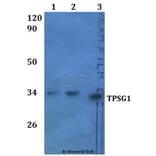 Anti-TPSG1 Antibody from Bioworld Technology (BS61326) - Antibodies.com