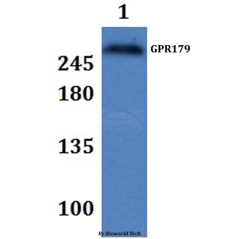Anti-GPR179 Antibody from Bioworld Technology (BS61329) - Antibodies.com