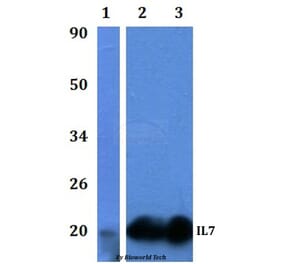 Anti-IL7 Antibody from Bioworld Technology (BS61330) - Antibodies.com