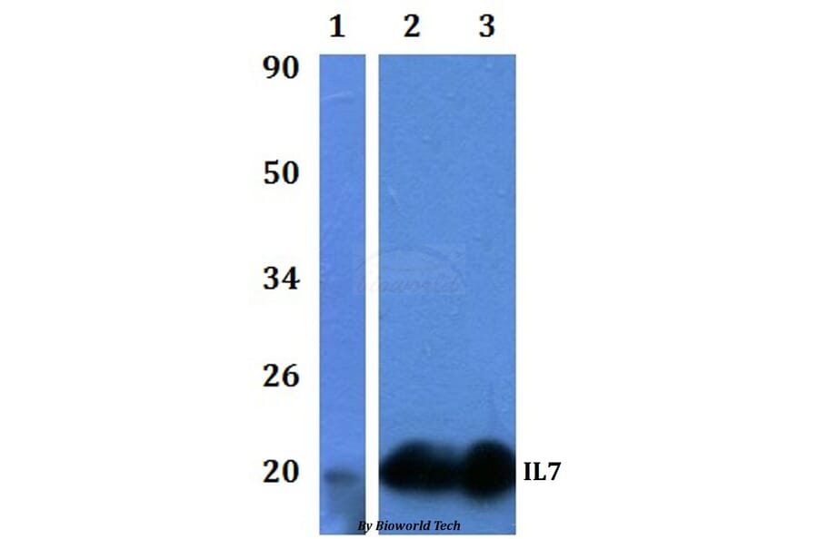 Anti-IL7 Antibody from Bioworld Technology (BS61330) - Antibodies.com